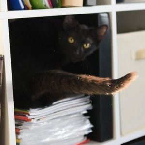 Meet your Posher, Anne M.